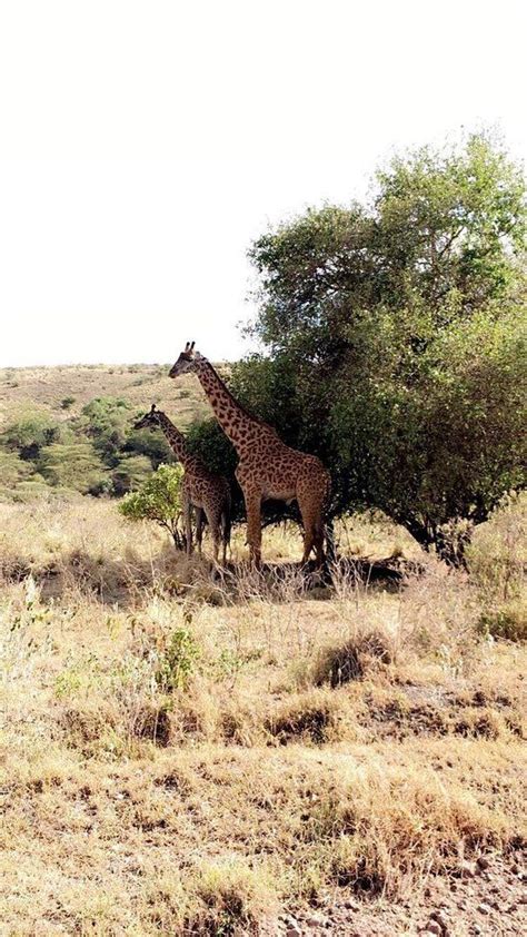 Arusha National Park | National parks, Trip advisor, Arusha