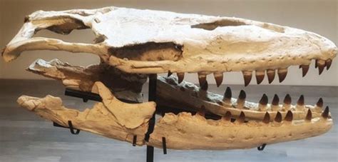 Skull of mosasaur - Is It Real? How to Recognize Fossil Fabrications - The Fossil Forum