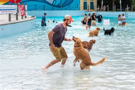 Dogs can make a splash at Charleston County waterparks in September ...