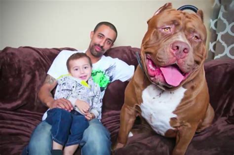 Meet The World’s Biggest Pit Bull Whose Babies Are Worth Half A Million ...