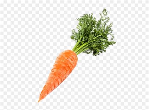 Single Carrot Png Image - Transparent Background Carrot Png, Png Download - 1300x866(#69772 ...