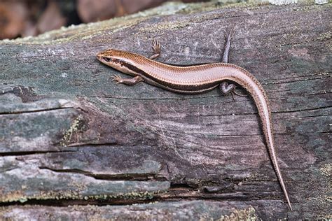 Skink In Early Spring Here In Arkansas - Steve Creek