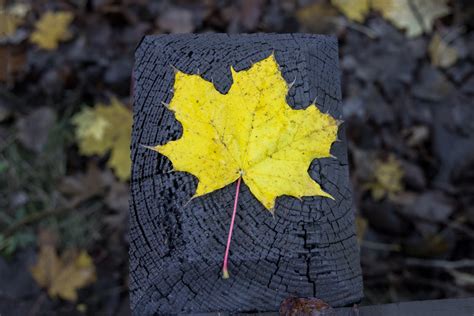 Close-Up Shot of a Maple Leaf · Free Stock Photo