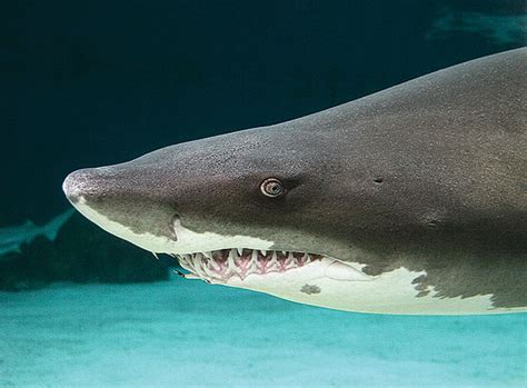 Aquarium of the Pacific | Online Learning Center | Sand Tiger Shark