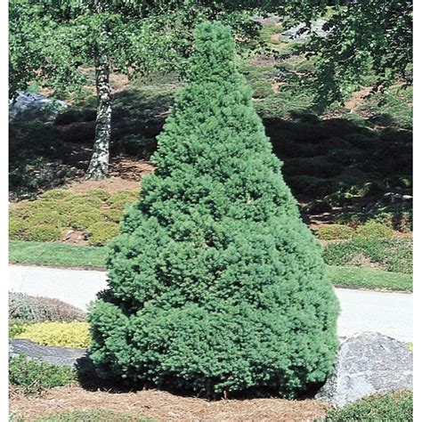 Monrovia Dwarf Alberta Spruce Foundation/Hedge Shrub In Pot (With Soil ...