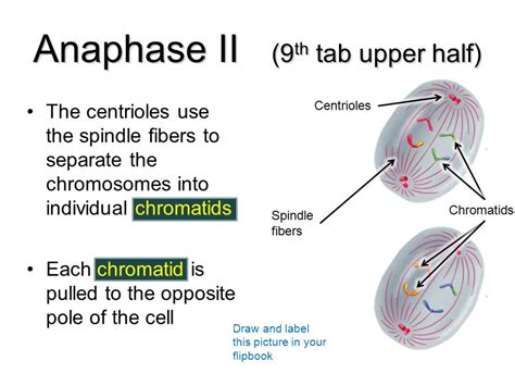 Anaphase 2 Diagram