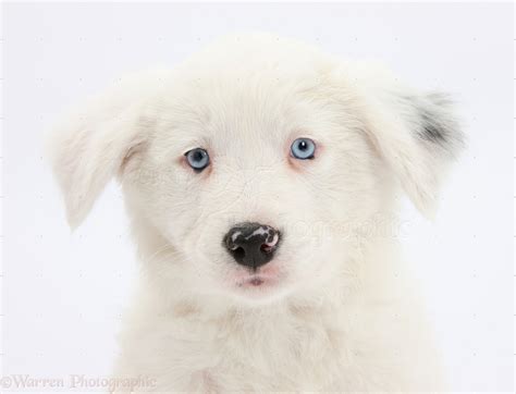 Dog: Mostly white Border Collie pup photo WP35401