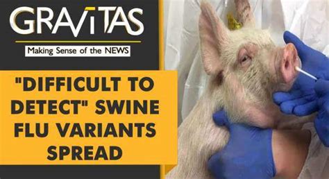 swine flu variants News - Latest swine flu variants News, Breaking ...