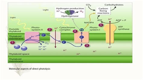 Bio hydrogen