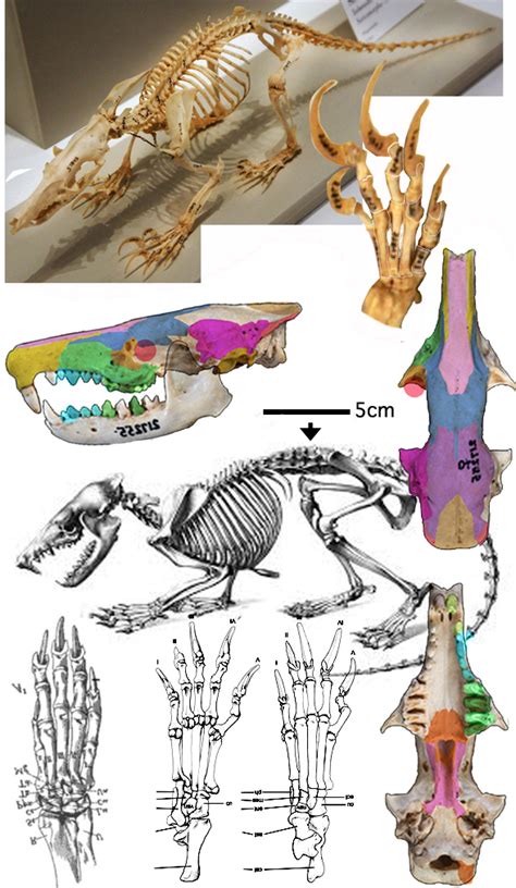 Solenodon and Apternus