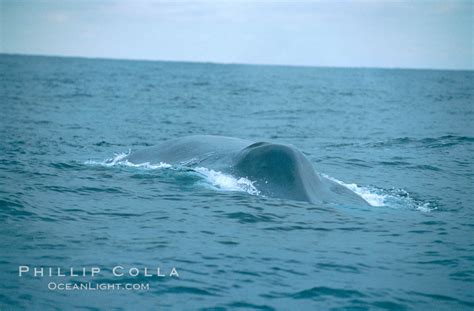 Blue whale, Balaenoptera musculus, #02215