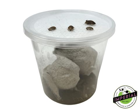 Small Discoid Roaches For Sale - Imperial Reptiles – IMPERIAL REPTILES & EXOTICS