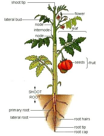 Learning the Parts of a Plant | Healthy Waltham Garden Blog