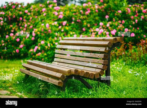 Wooden Bench And Flowers In Garden. Beautiful Summer In Park. Instant ...