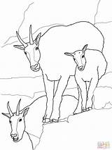 Mountain Goat Coloring Pages sketch template