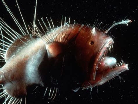 10 Facts about Anglerfish | Fact File