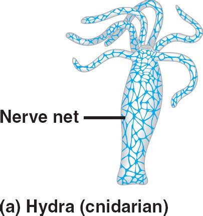 nervous-cnidarian.html 48_02NervousSystDiversityA.jpg