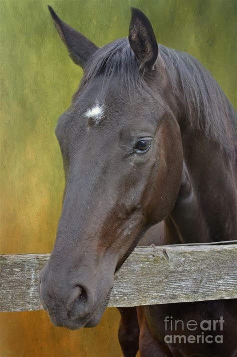 Seal Brown Horse Photograph by Elisabeth Lucas - Fine Art America