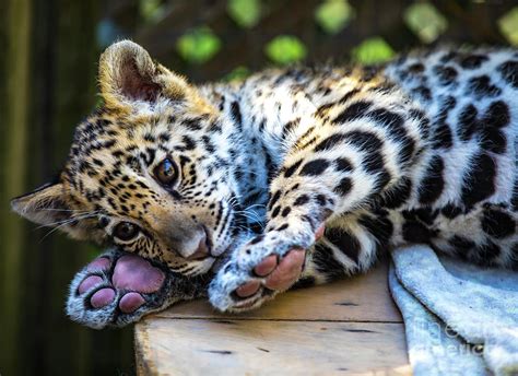 Animal - Jaguar - Baby Penny Photograph by CJ Park - Fine Art America