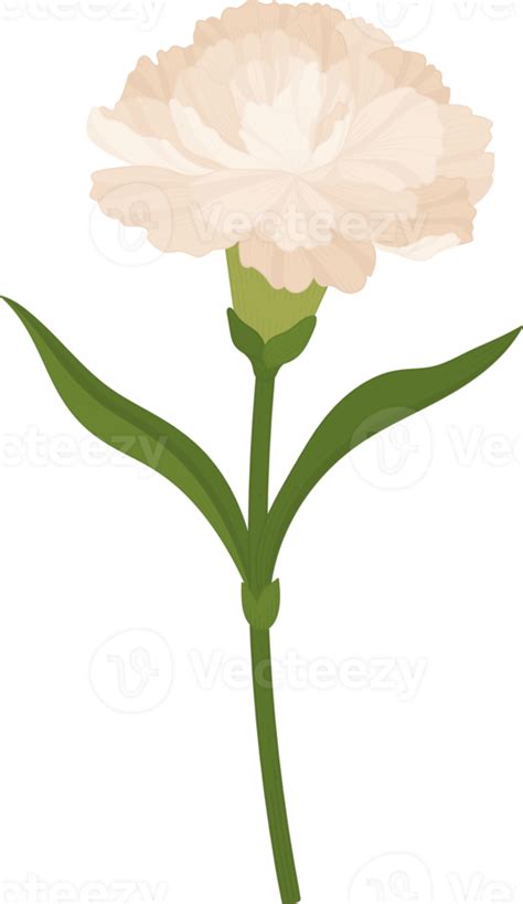 white carnation flower hand drawn illustration. 10173491 PNG