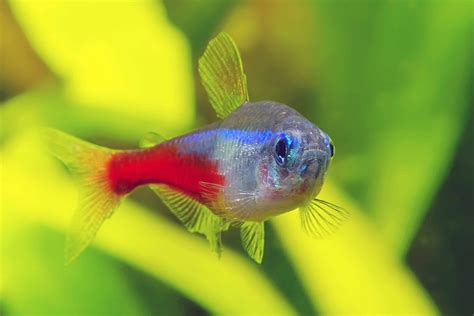 Neon Tetra Pictures - AZ Animals