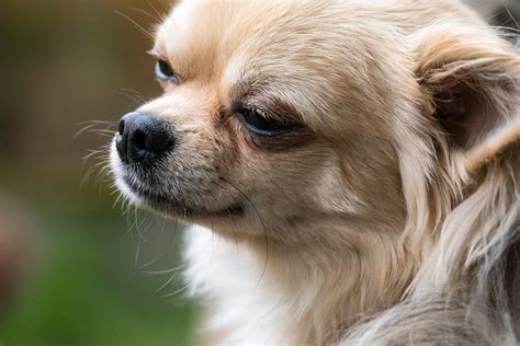 Chihuahua Dog Chiwawa · Free photo on Pixabay