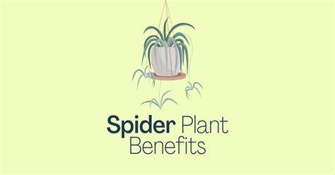 The Secret Spider Plant Benefits They Don't Want You To Know - Plant ...