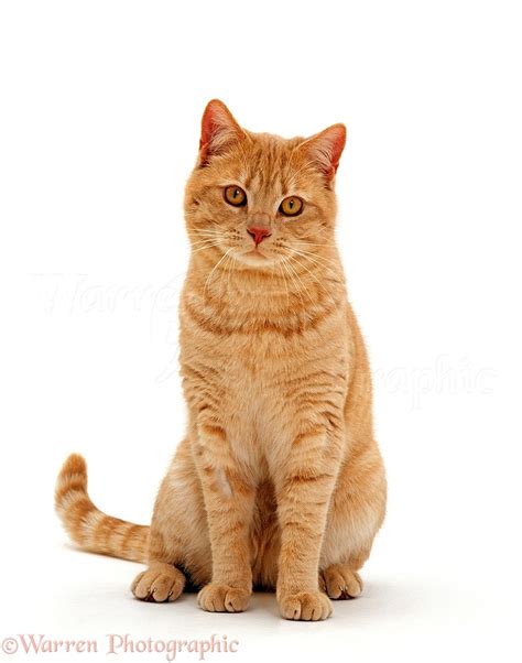 Ginger British shorthair male cat photo WP15554