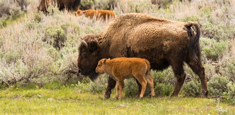 Oakland Zoo | American Bison