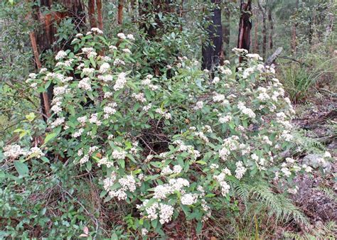 North Queensland Plants - Rhamnaceae