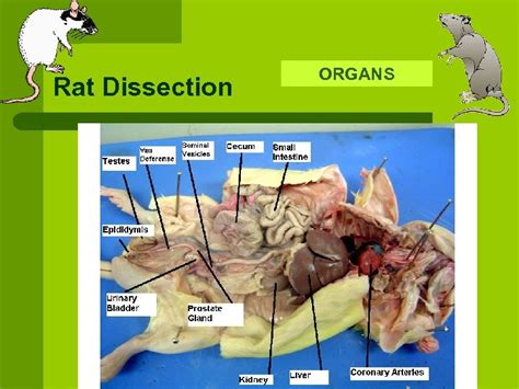 Rat Dissection l The following slides are intended