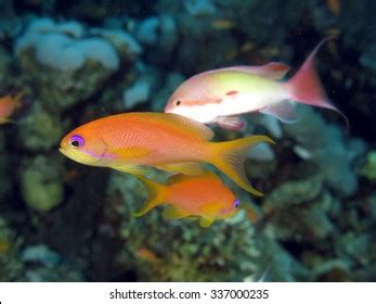 Female Male Lyretail Anthias Stock Photo 337000235 | Shutterstock