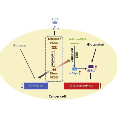 Pyruvate Kinase M2 Coordinates Metabolism Switch between Glycolysis and Glutaminolysis in Cancer ...