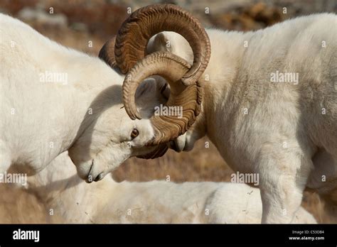 Two Dall Sheep Rams lock horns while fighting for dominance during the Autumn rut in Denali ...