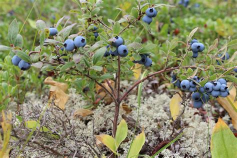 Wild Blueberry Bush Free Stock Photo - Public Domain Pictures