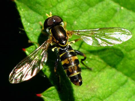 Types of Flies: Pictures and Fly Identification Help - Green Nature