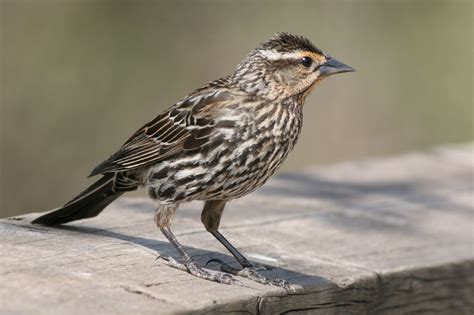 ハゴロモガラス (羽衣烏) Red-winged Blackbird (Agelaius phoeniceus, Oriolus phoeniceus) female | 鳥