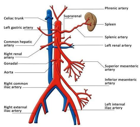 Pictures Of Celiac Artery