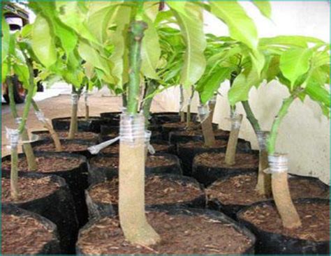 A quick guide on vegetative propagation and how to make the most of ...