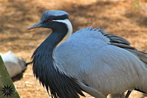 Why ZooTampa is the BEST Zoo in Tampa, Fl - Wander Florida