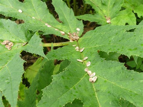 Giant Hogweed leaf and seeds | FWS.gov