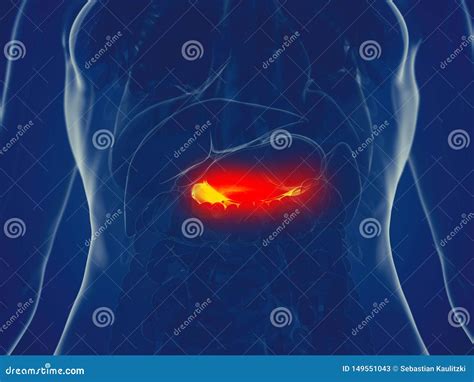 A womans pancreas stock illustration. Illustration of greenish - 149551043