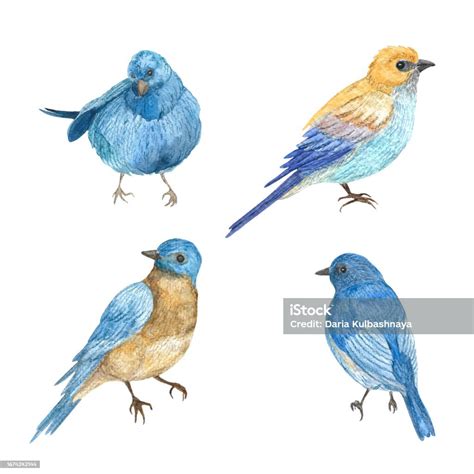 Watercolor Set Of Four Wildlife Birds Handdrawn Illustration Of A ...