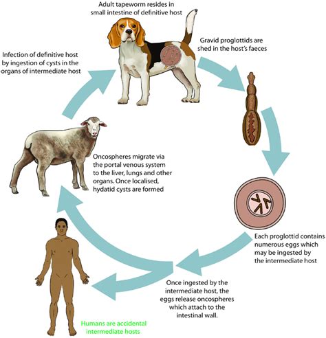 Diagram Of The Domestic Life Cycle Of E Granulosus Do - vrogue.co