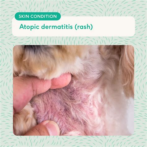 Dog skin allergies: triggers, symptoms and itch relief (with photos) | Lyka Blog