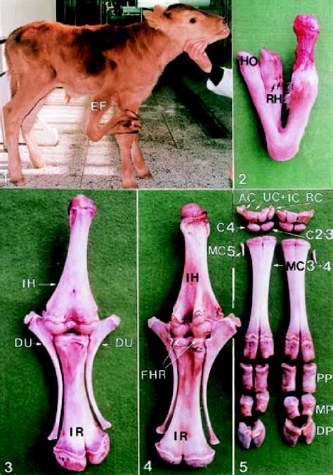 Polymelia