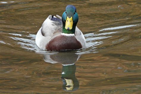 an Oregon duck | Animal photo, Animals, Oregon ducks