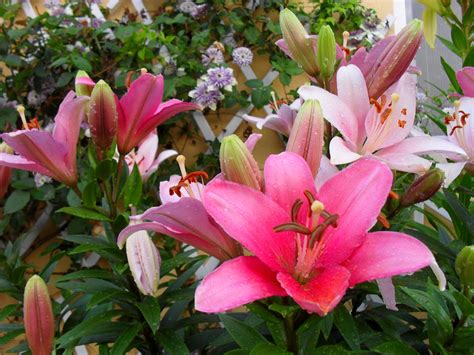 ARTE Y JARDINERÍA : AZUCENA. Lilium. Bulbos de temporada en el jardin