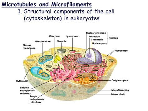 Microtubules and Microfilaments | Plasma membrane, The cell, Infographic