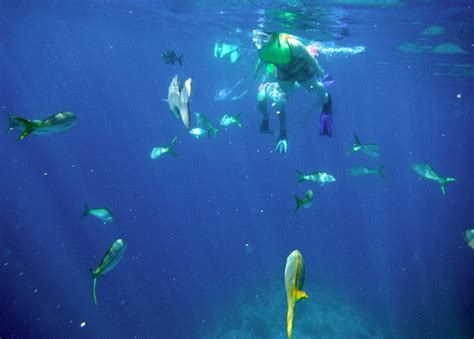 Grand Turk Snorkeling THE WALL | Grand turk, Private island, Turks and caicos islands